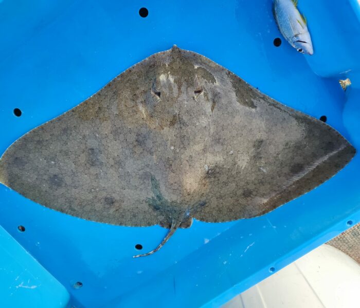 Mantelina Gymnura altavela